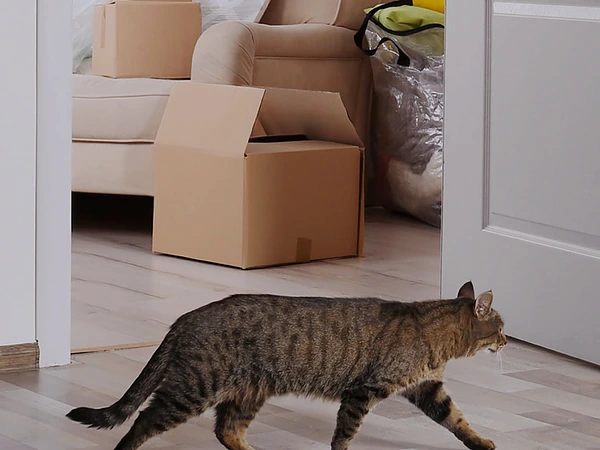 福岡で格安お引越しならラッキィ・キャットへ！の画像